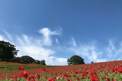 花畑